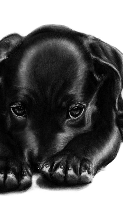 Resting Puppy by Danguole Serstinskaja