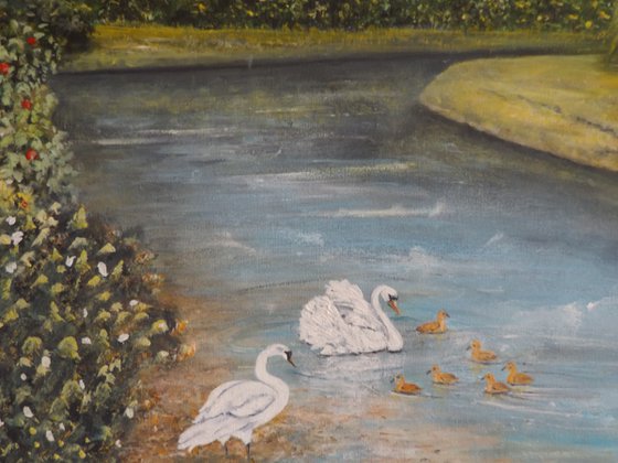 Swans on the River Wye