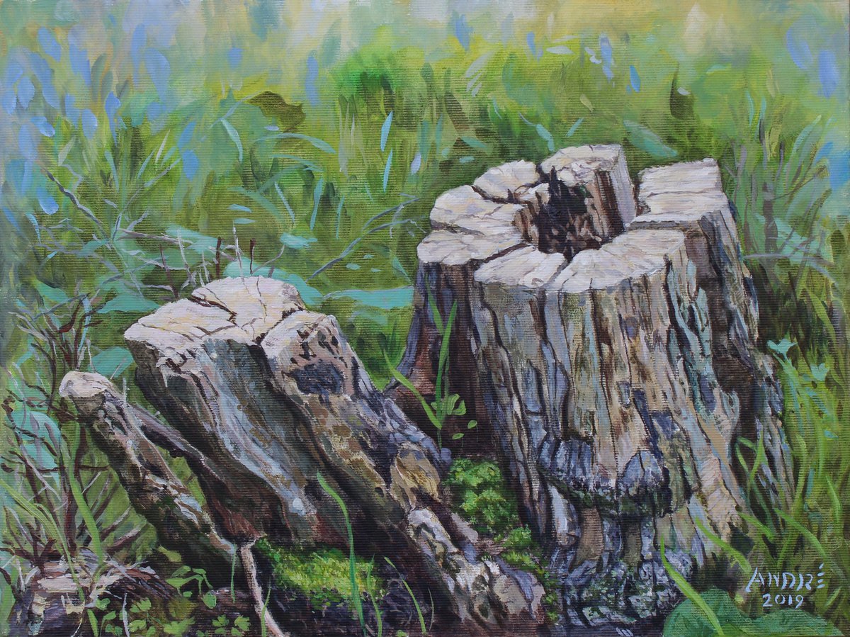 Tree Stumps by Andre Mata