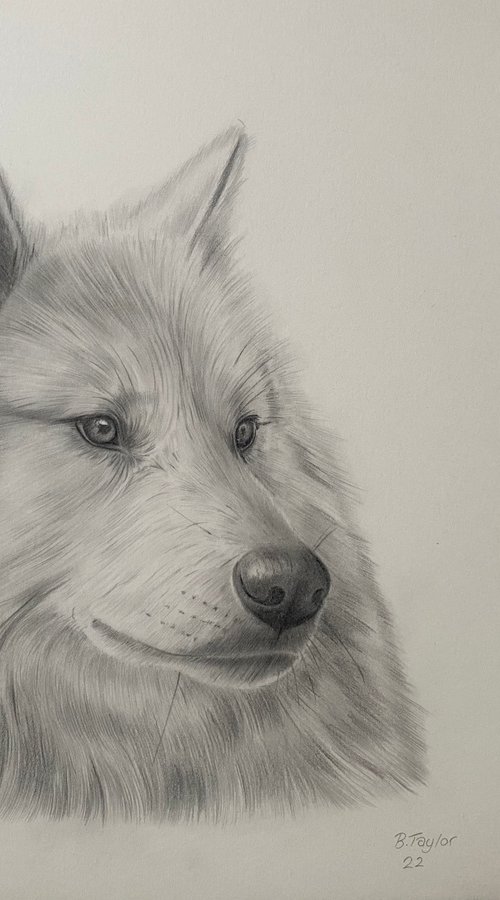 Wolf drawing by Bethany Taylor