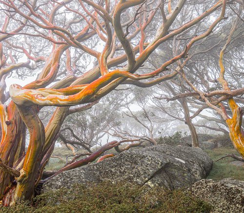 Alpine Snow Gums by Nick Psomiadis