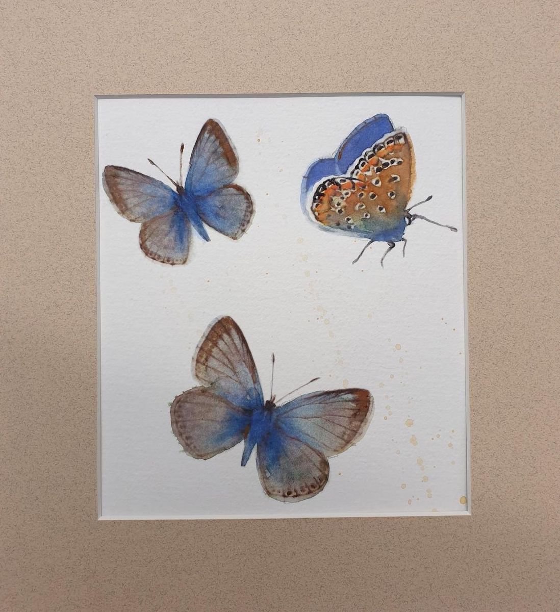 Delicate Adonis Blue Butterflies by Teresa Tanner