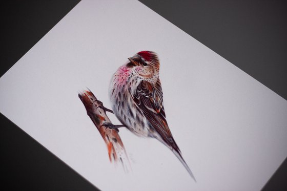 Common Redpoll or Mealy Redpoll - Bird Portrait