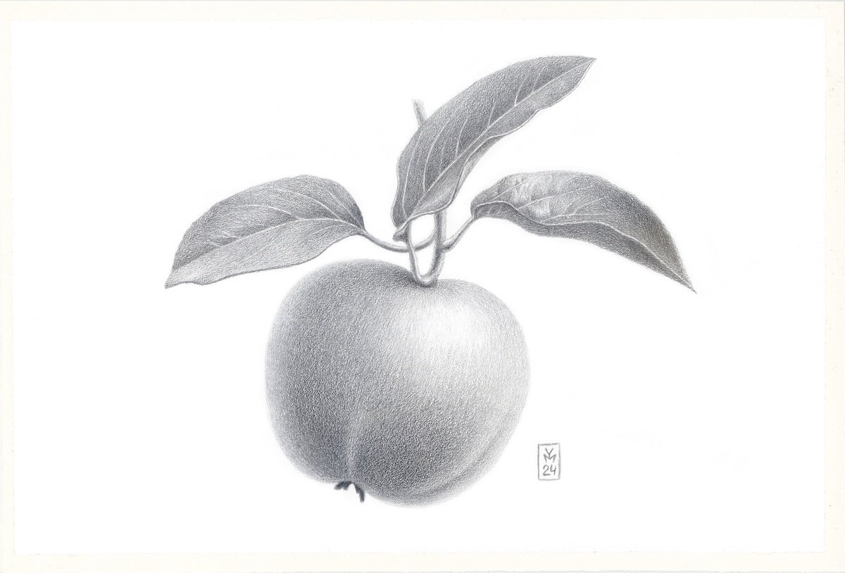 Graphic Botanical Drawing By Yuliia Moiseieva, 11 X 7", Apple, Original Artwork