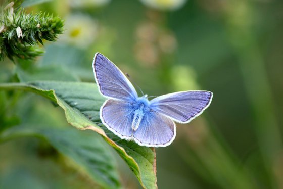 Blue beauty