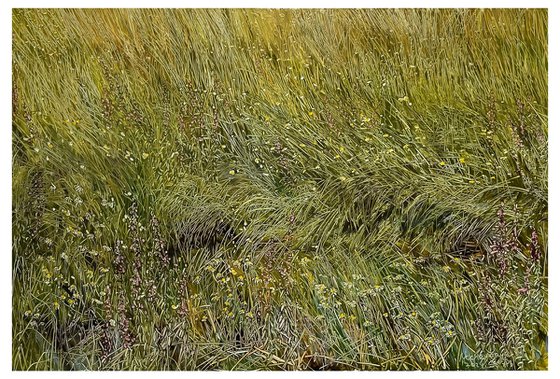 wildflowers and grasses