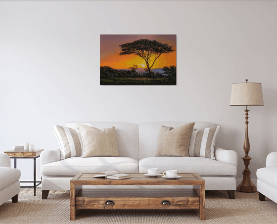 " Africa - Acacia tree " Special Price !!!