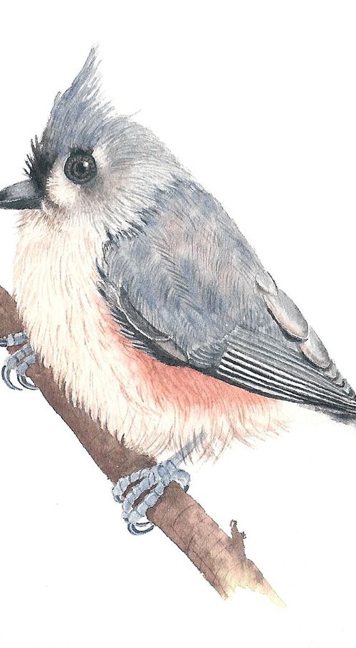 Tufted Titmouse by Monica Rus