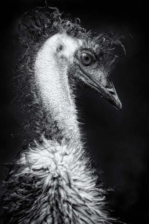 Emu by Paul Nash