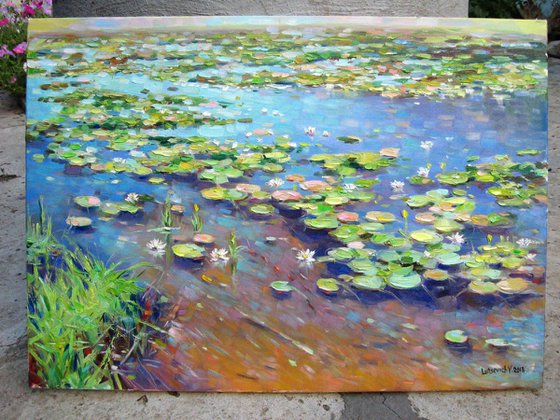 Water lilies on the Dnieper river