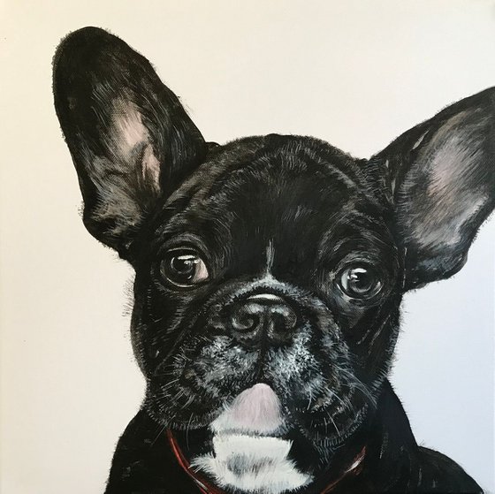 French Bulldog