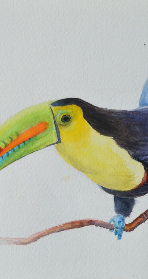 Toucan by Neha Soni