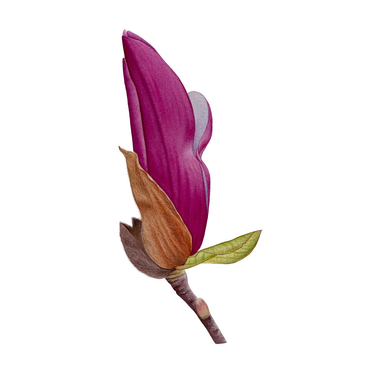 Magnolia bud by Tina Shyfruk