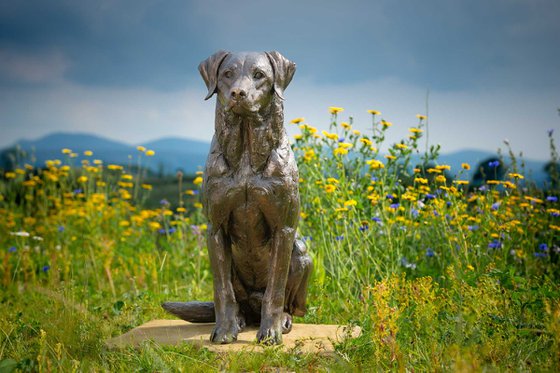 Sitting Sporting Labrador BR