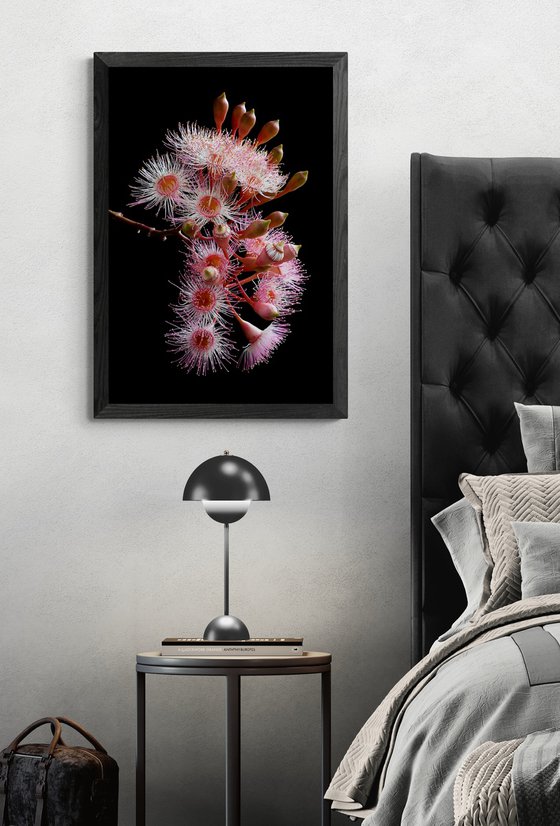 Pink Corymbia Ficifolia Flowers