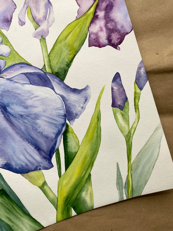Iris Flowers