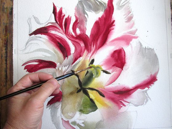 Red and white parrot tulip