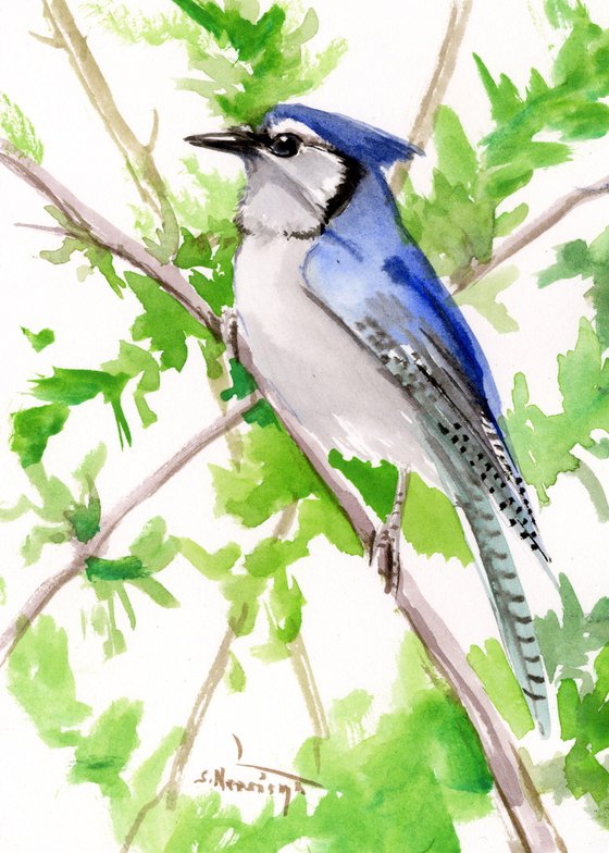 Blue Jay