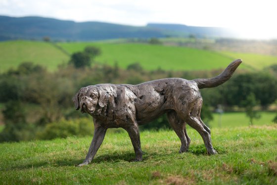 St Bernard Bronze Resin Sc