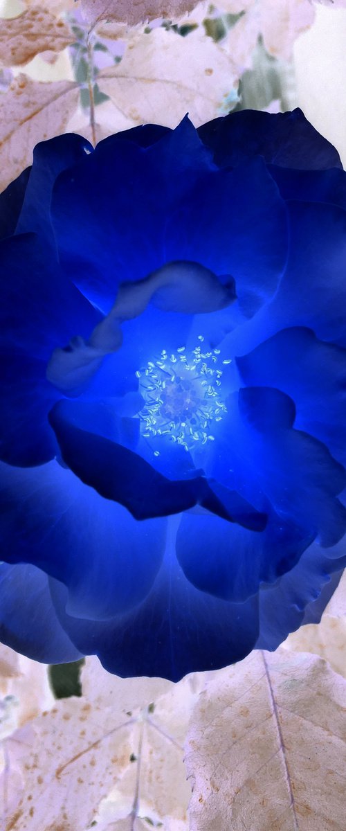 Blue flower by Mattia Paoli