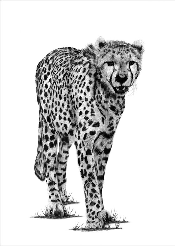 Cheetah