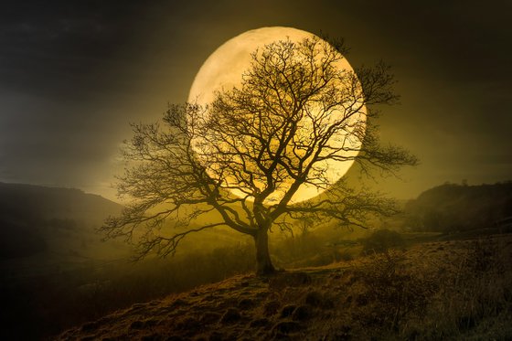HARVEST MOON II