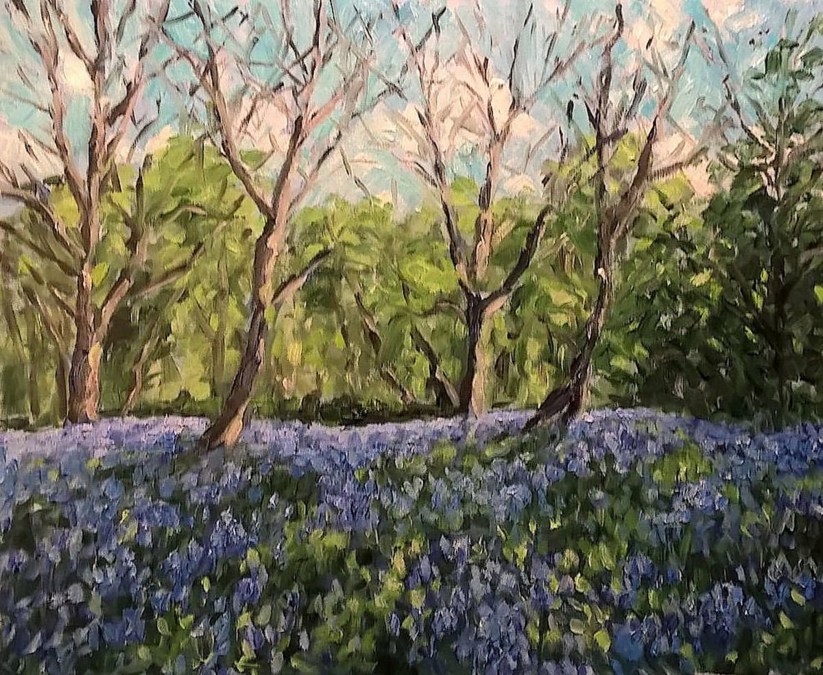 bluebell wood V by Colin Ross Jack