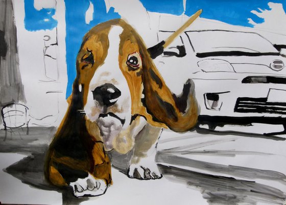 Dog Basset Hound