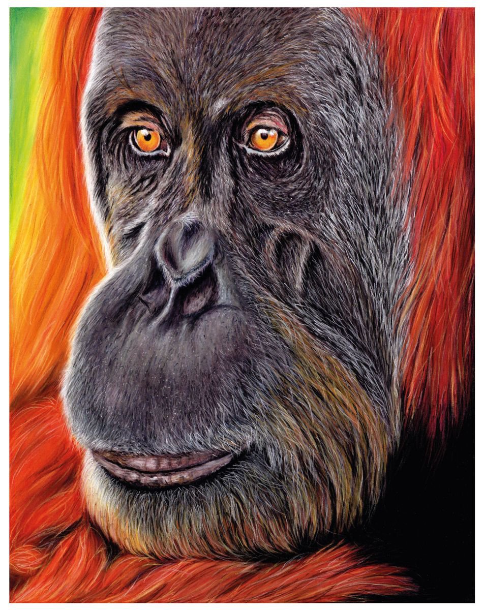 Orangutan by Katie Packer