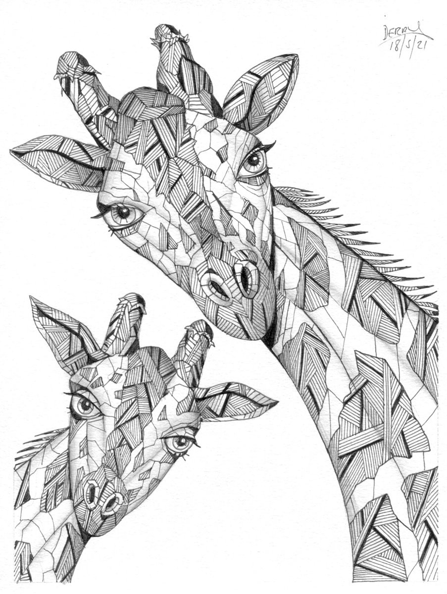 Giraffes - Animal Art Drawing by Spencer Derry ART