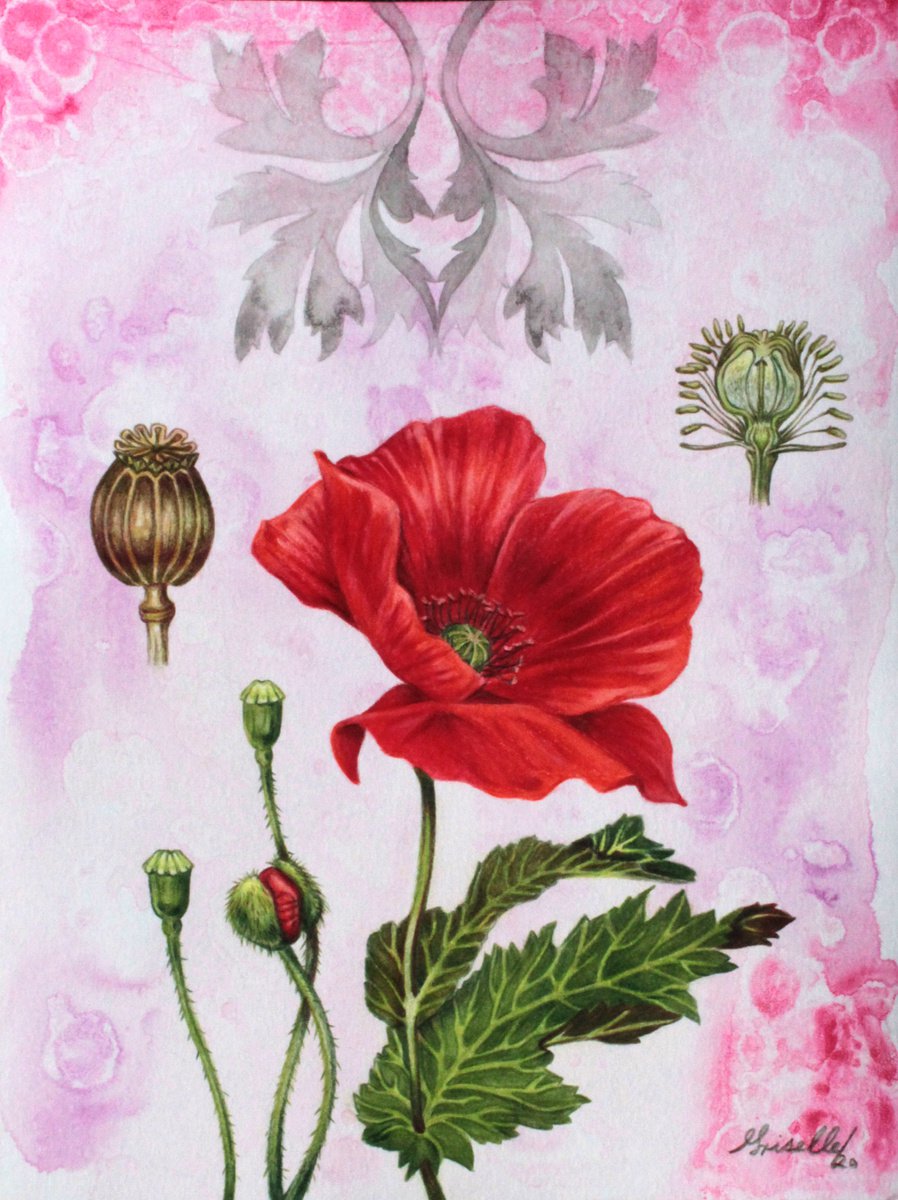 Sacred Plants: Poppy. by Griselle Morales Padr�n