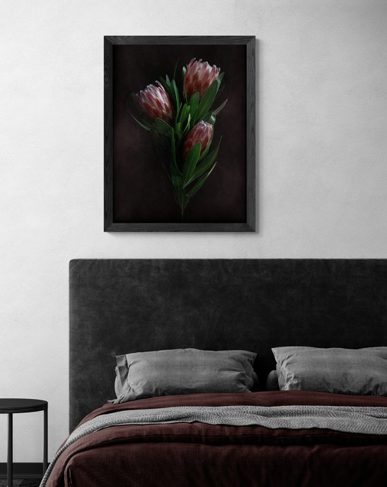 Dusty Pink Proteas