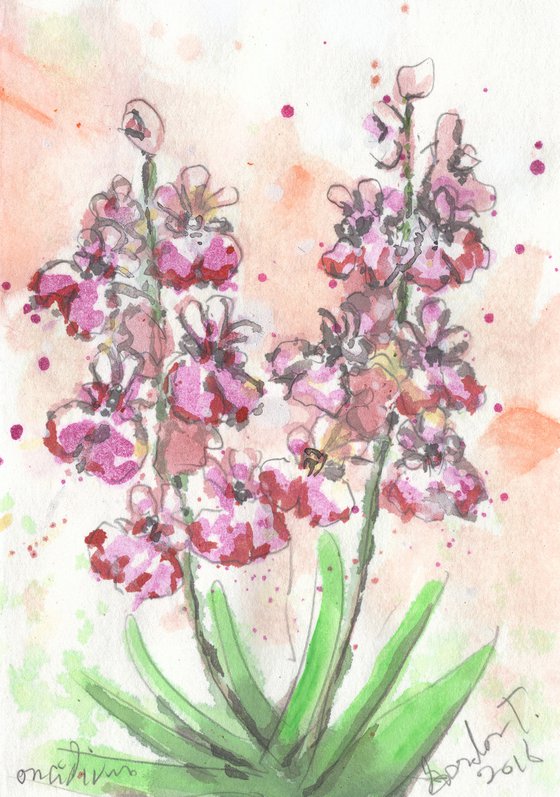 Oncidium