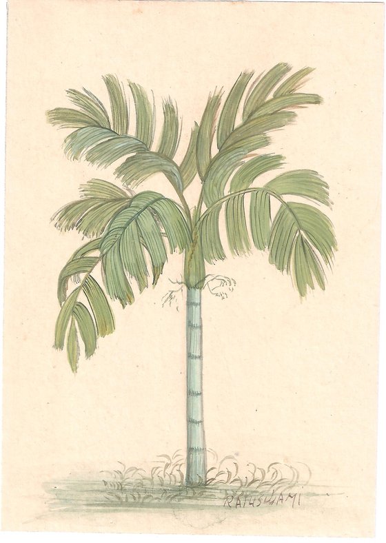 Royal Palm | Indian Miniature