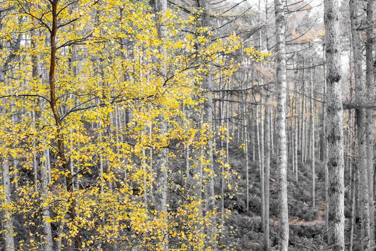 Photorealistic Landscape Photograph By Stephen Hodgetts Photography, 19 X 13", Winter Trees - Dimmingsdale, Original Artwork