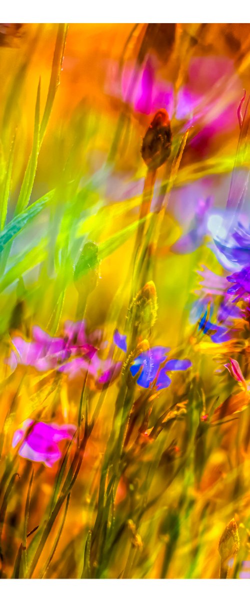 Summer Meadows #10. Limited Edition 1/25 12x12 inch Abstract Photographic Print. by Graham Briggs