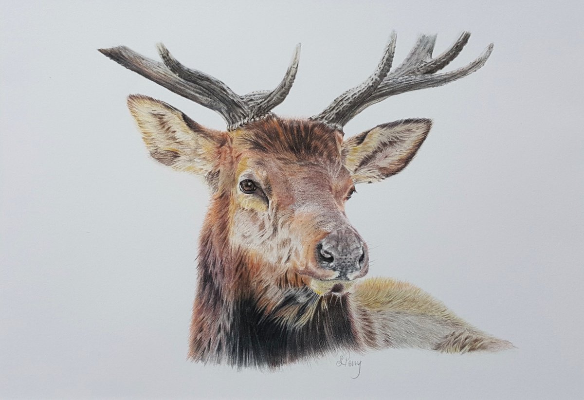 Stag portrait " Majestic Stag" by Sarah Perry