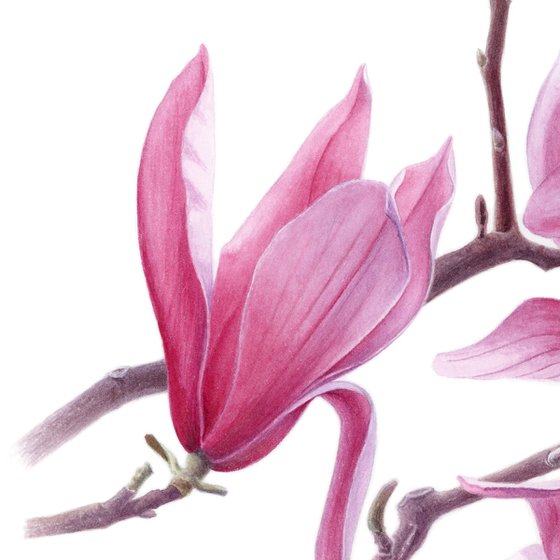 Magnolia. Right