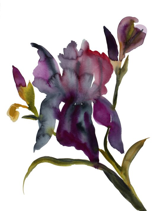 Iris No. 204