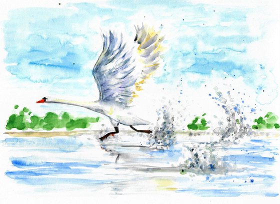 Swan running to take-off