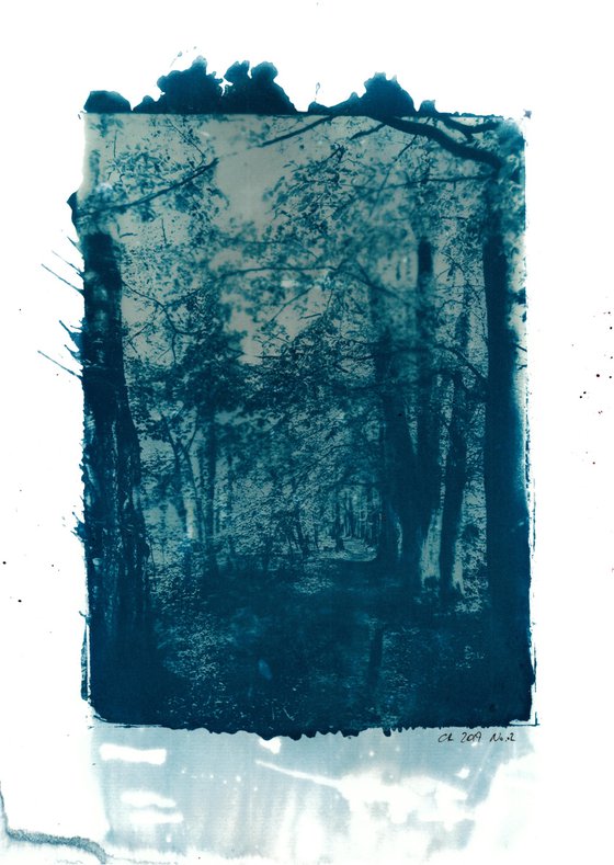 Cyanotype - Path in the woods - 2/5