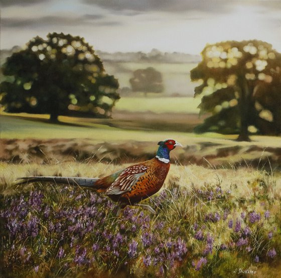 Pheasant in Sunrise Field