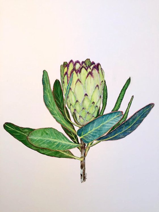 Protea neriifolia' Limelight'