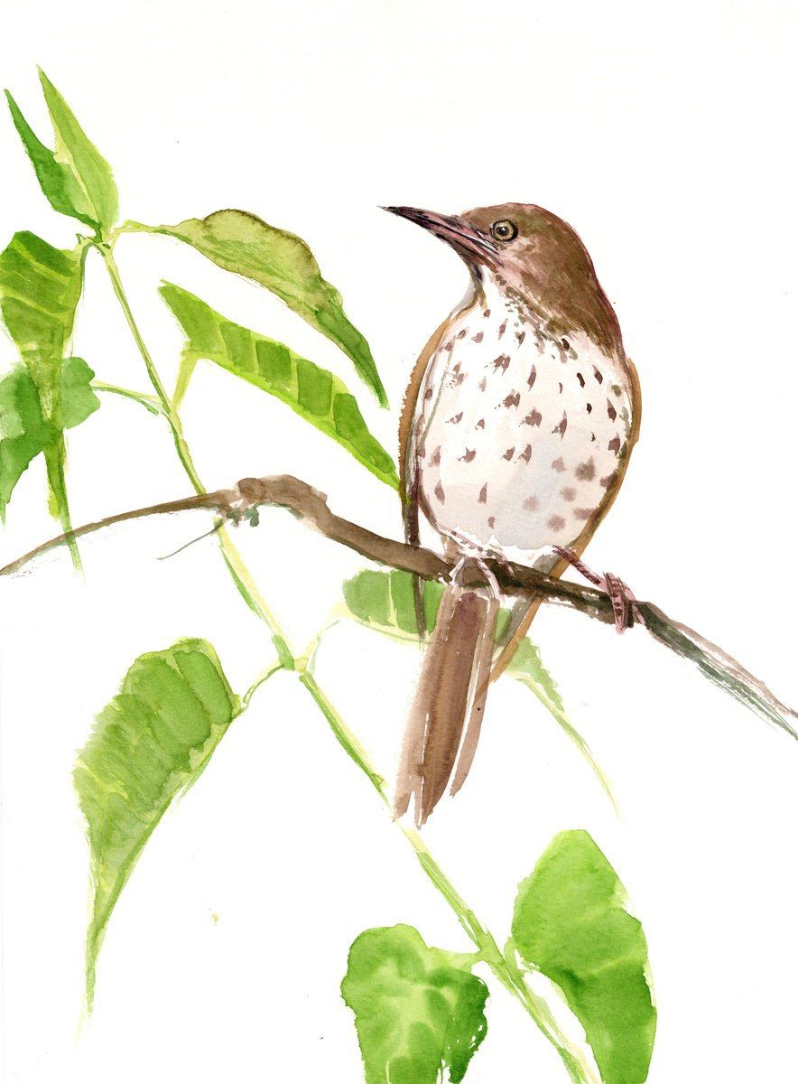 Brown Thrasher by Suren Nersisyan