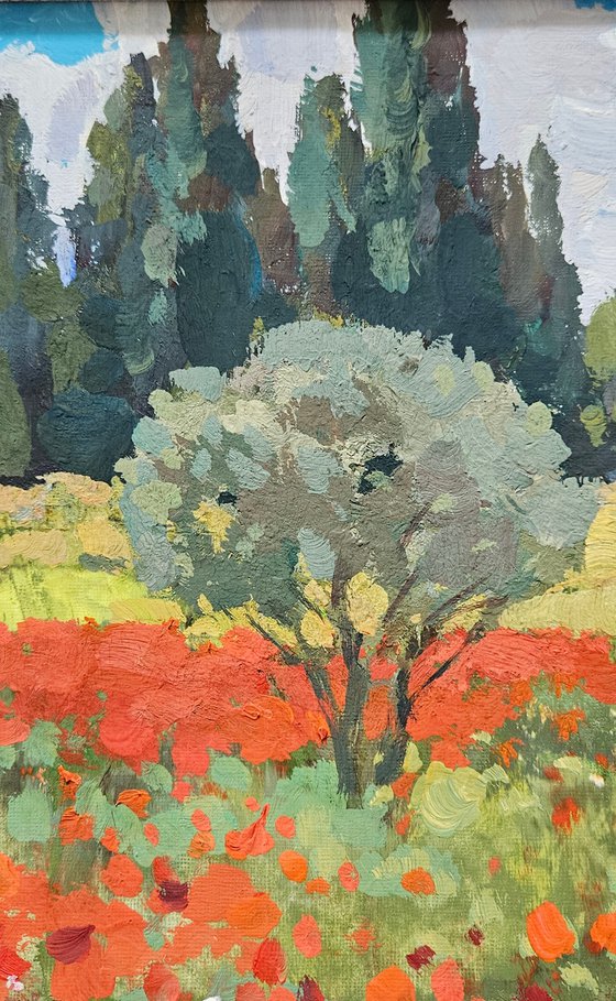Olive Trees and Poppy Bloom. Landscape