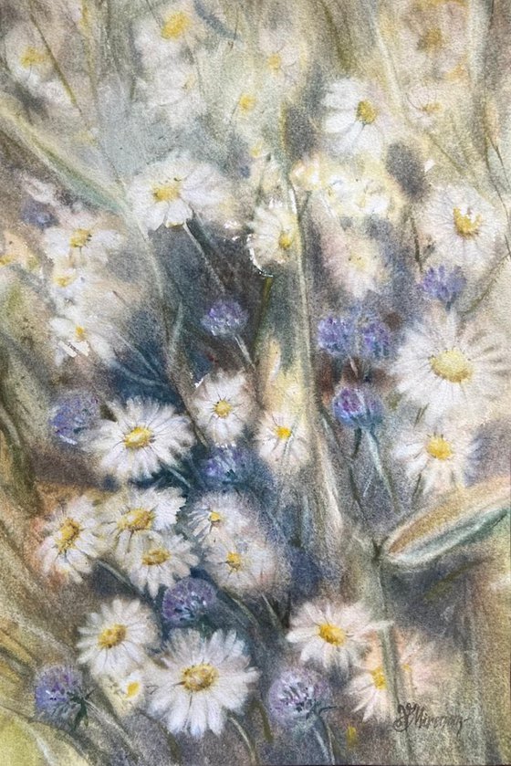 Daisy meadow