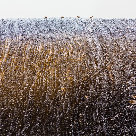 Winter landscape with deers