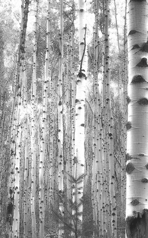 July Aspens in Black and White by Emily Kent