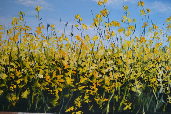 Canola Field in Ukraine