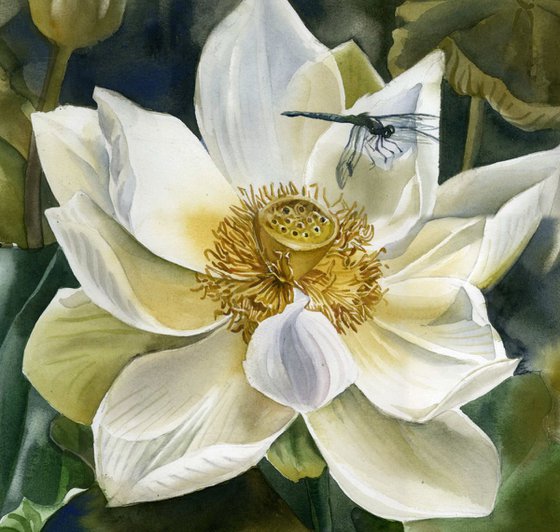 dragonfly with lotus blossom